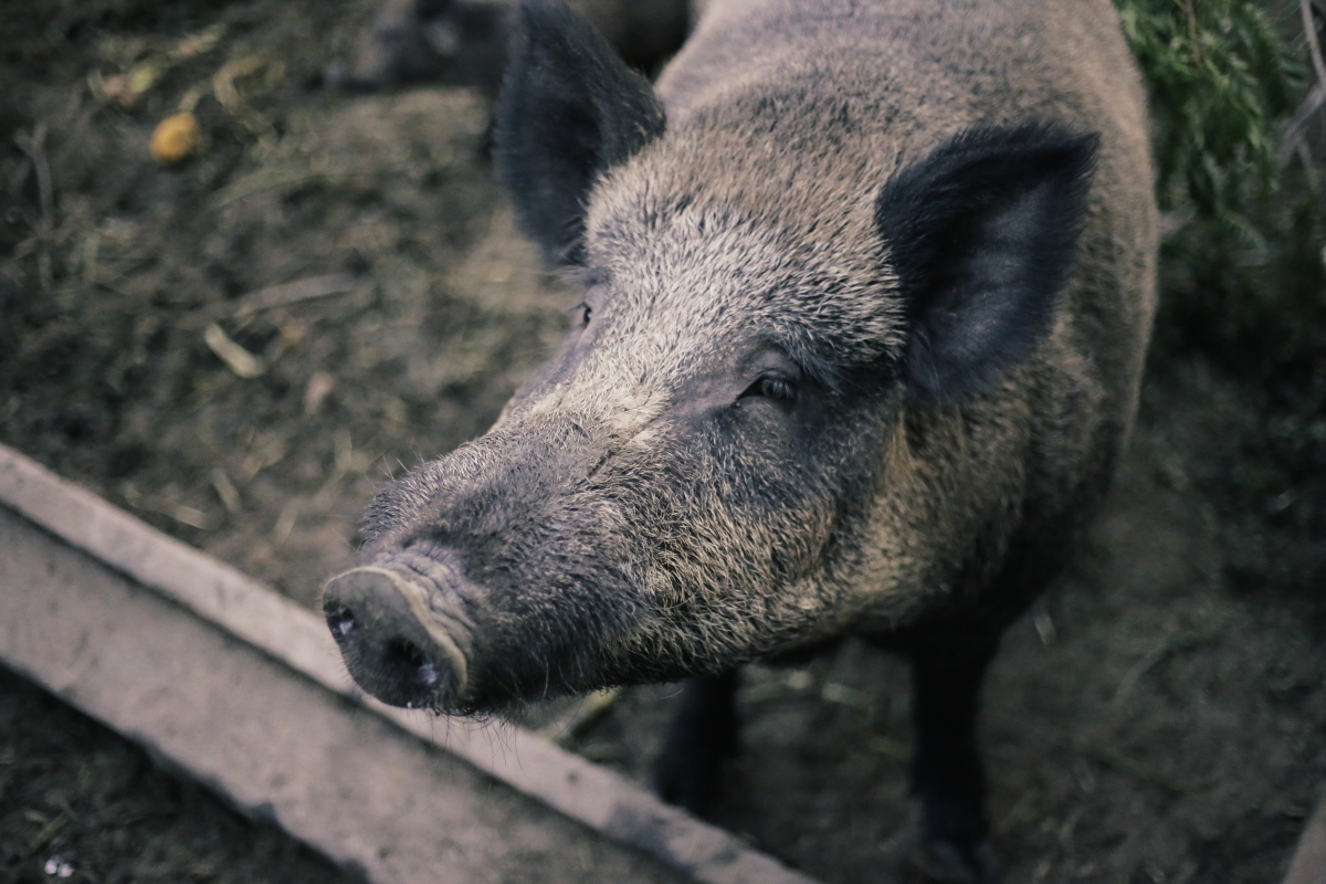 Волгоградские свиньи. Кабаны в Рязанской области. Африканская свинья.