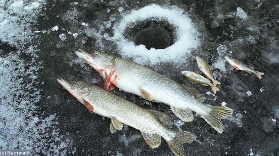 Щуки и окуни улов на зимней рыбалке